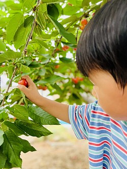 お子様でも手に届く位置にサクランボがなっています。