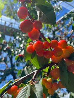 背の高い枝には、脚立のご用意あります。