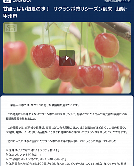 さくらんぼ狩り　取材